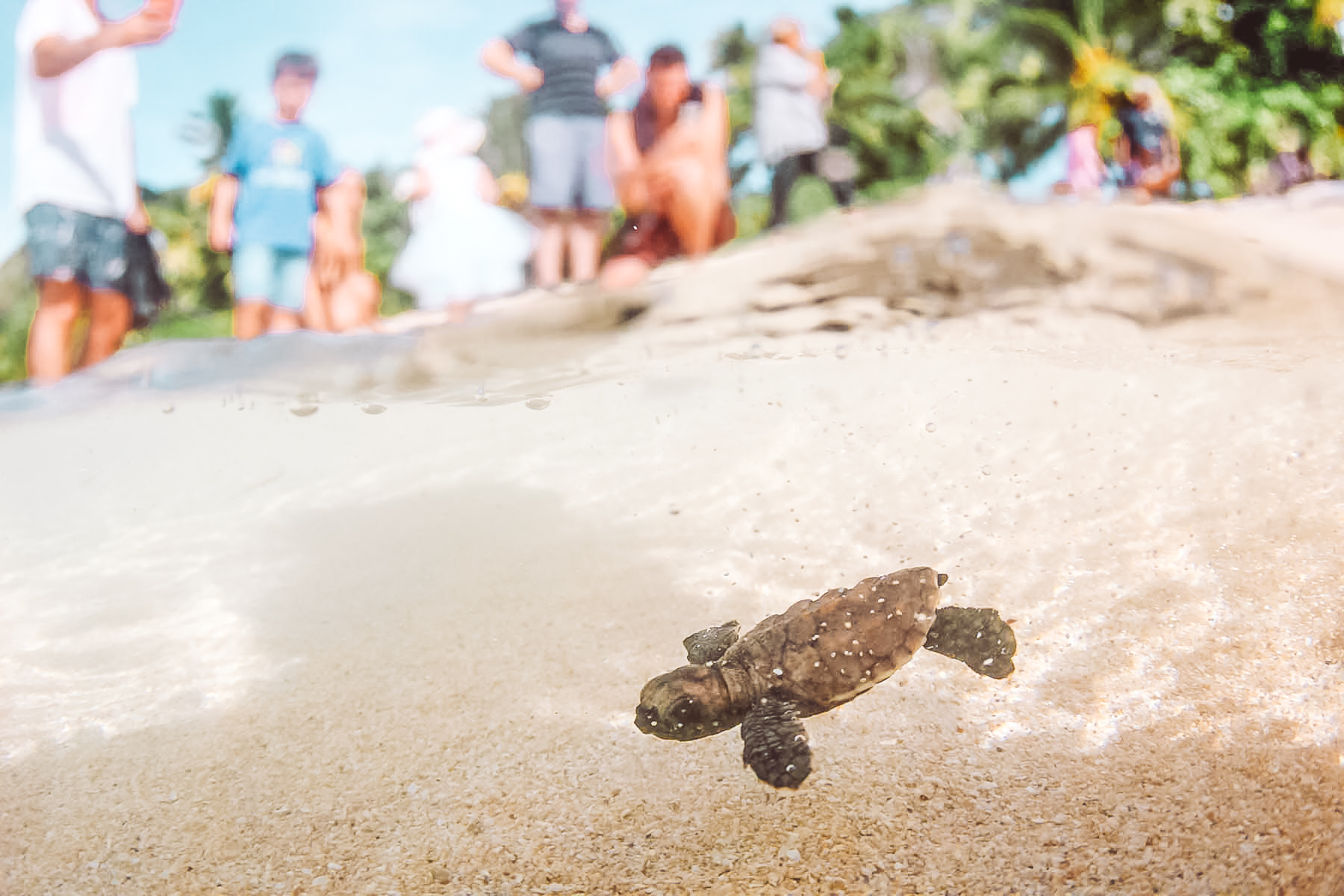 Baby turtles on vomo island fiji