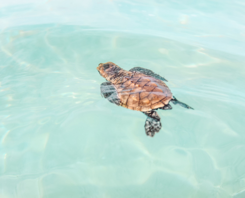 Baby turtles on vomo island fiji