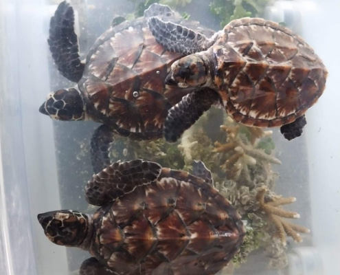 Vomo turtle babies dec