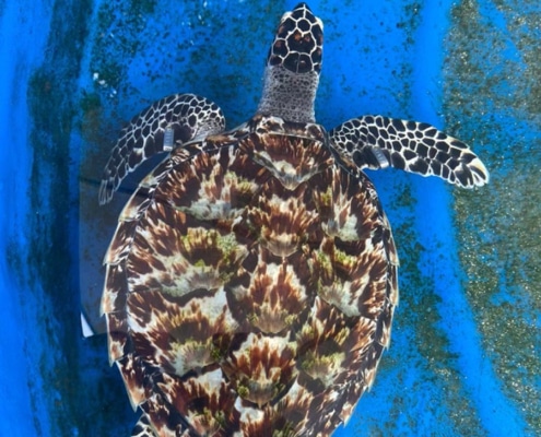 Turtle conservation turtle release on vomo island fiji august