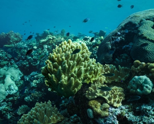 What we aim to protect and cultivate. Coral off the shores of VOMO