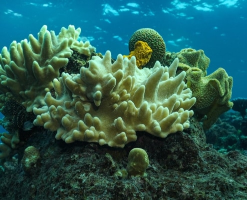 What we aim to protect and cultivate. Coral off the shores of VOMO